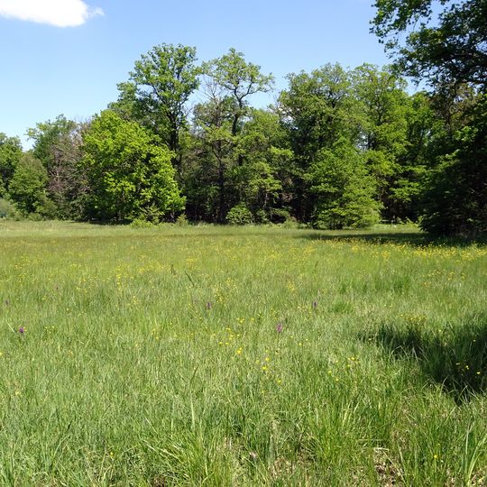 Im Mörsbacher Grund von Darmstadt-Arheilgen