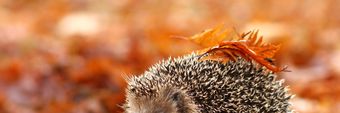 People's Trust for Endangered Species Profile Cover