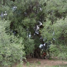 Olivastro di Sa Tanca Manna