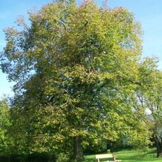 1 Linde "Kreutzerlinde"