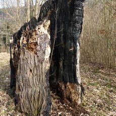 Lípa srdčitá v Lomnici