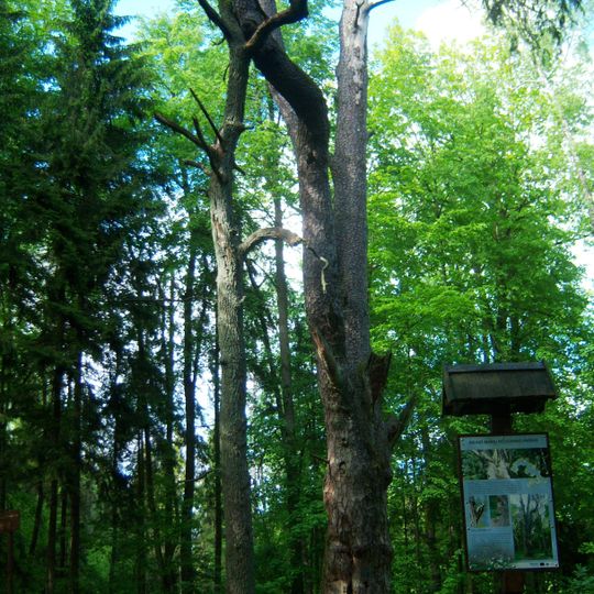 Rumšiškių miško pušis