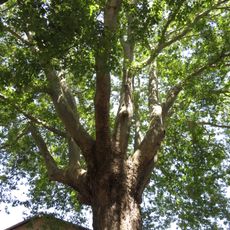 Secular plane of Urbino