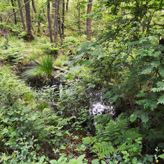 Geesthang bei Dägeling mit Bockwischer Moor