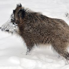 Wisentgehege Springe