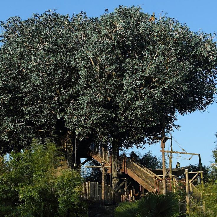 Swiss Family Treehouse 1992