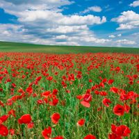 Óblast de Leópolis