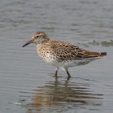 Lake McLarty Nature Reserve