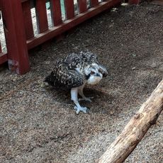 Nature and Raptor Center of Pueblo