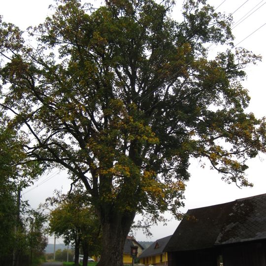 Klen na okraji Bohdalovic