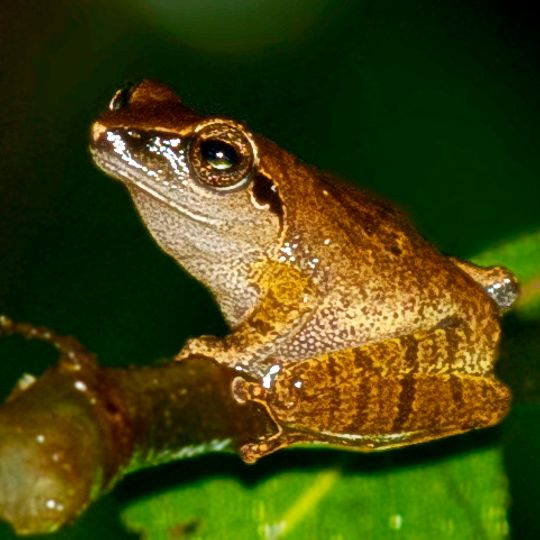 Mhadei Wildlife Sanctuary