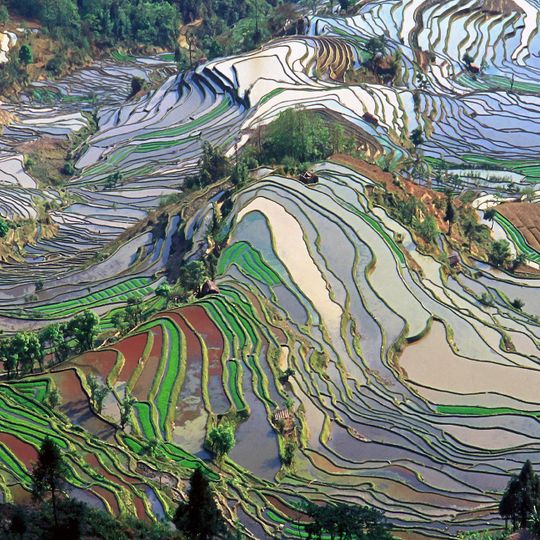 Honghe Hani Rice Terraces