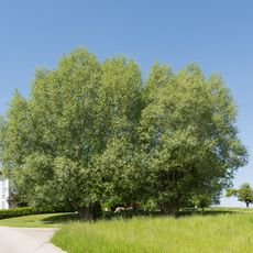 Zwei Kopfweiden in Trensing