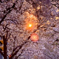 Big Sakura Tree