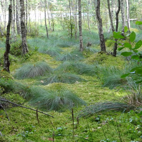 Rezerwat przyrody Królewska Sosna