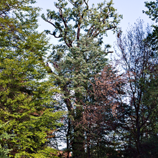 Stieleiche im Gutspark Kahren