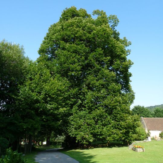 Dobročkovské lípy