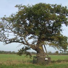 Kett's Oak