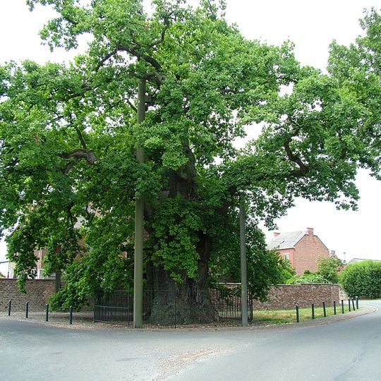 Dąb szypułkowy z Liernu