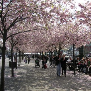 Kirschblütenboulevard in Stockholm