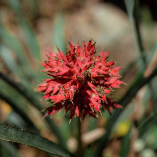 Reserva Particular do Patrimônio Natural Municipal Pico dos Cabritos