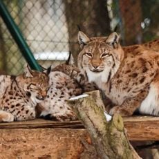 Bayerwald-Tierpark Lohberg
