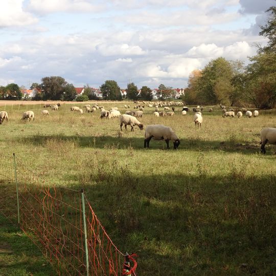 Sandmagerrasen am Spießfeld westlich Dieburg