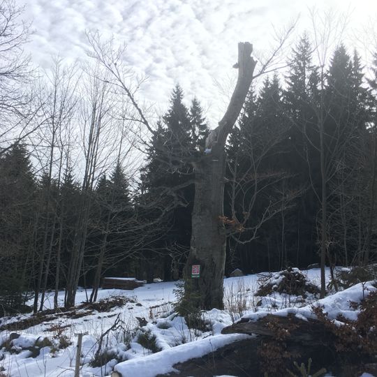 Buk v Horní Sněžné