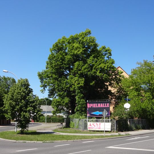 Naturdenkmal Winterlinde