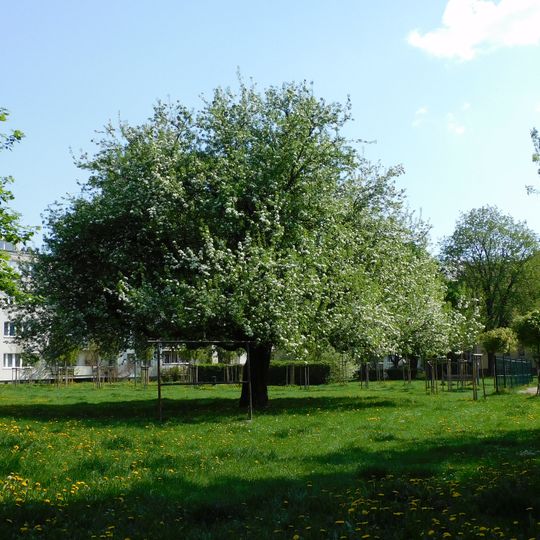 Monumental pear tree at Wolski Family Square in Warsaw