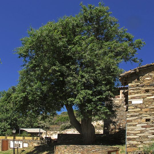 El Peral de La Hiruela