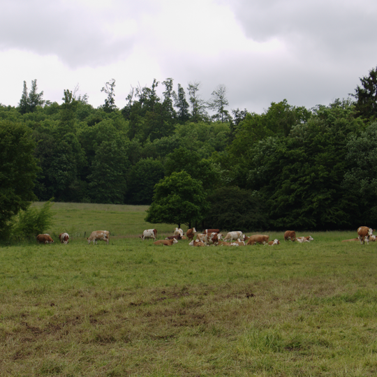 Naturschutzgebiet Bienwiesen bei Allmenrod
