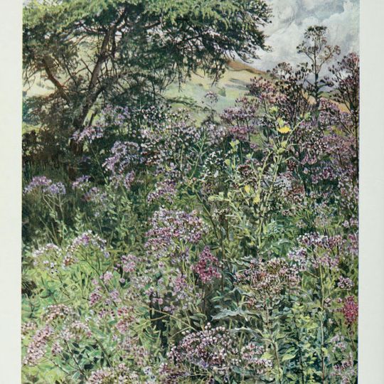 Región Occidental, Uganda