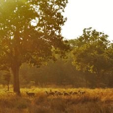 Pench Tiger Reserve