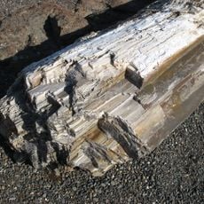 Ginkgo Petrified Forest State Park