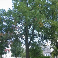Stieleiche am Dorfanger neben Bushaltestelle