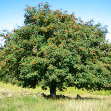 Wallberge und Kreidescholle bei Alt Gatschow