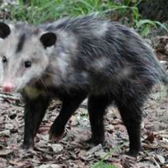 Piraí do Sul National Forest