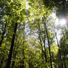 Chornoliskyi Nature Reserve