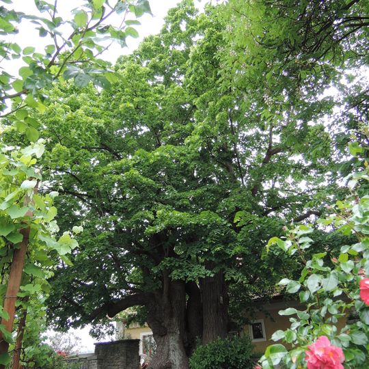 Tausendjährige Linde in Linz