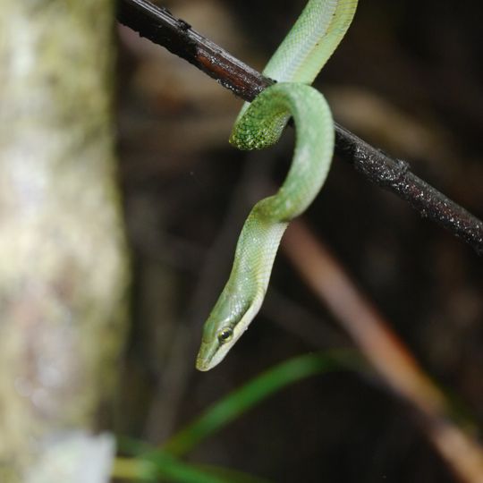 Parc national Dehing Patkai