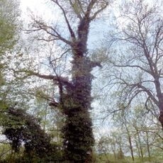 Ulmus laevis, Pölitzstraße Leipzig