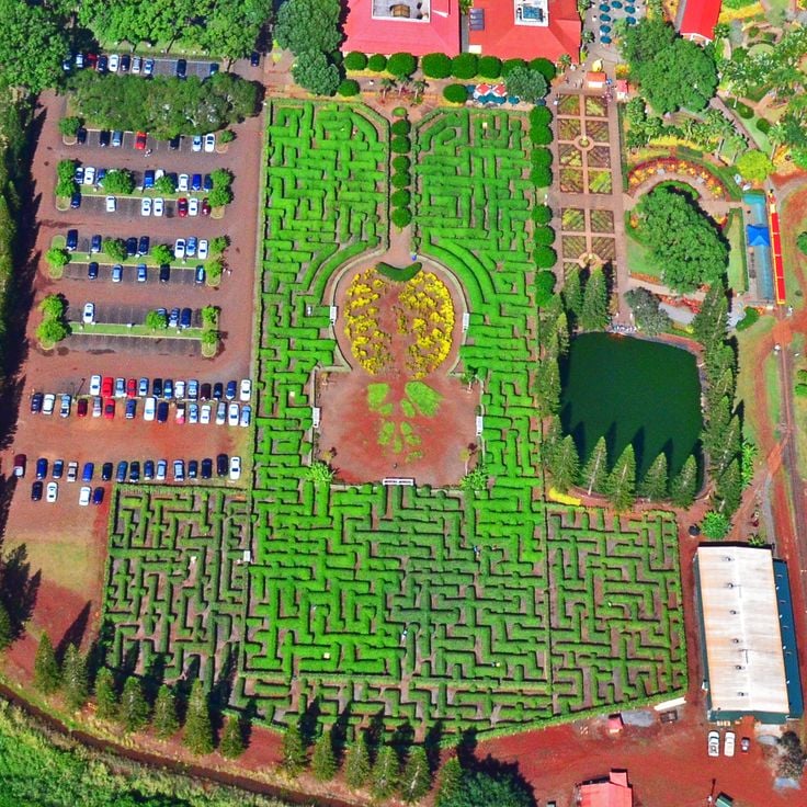 Dole Plantation Pineapple Maze
