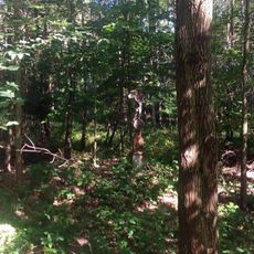 Kříž severně od Salačovy Lhoty v lese